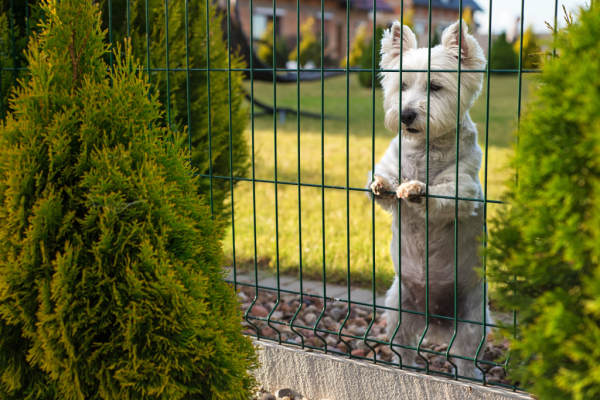 Clôture pour chien extérieur : comment sécuriser votre jardin ?