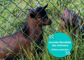 Journée mondiale des animaux